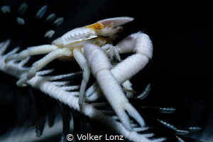 crinoid springcrab by Volker Lonz 